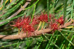 Allocasuarina paludosa