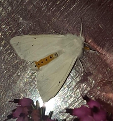 Spilosoma urticae