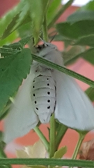 Spilosoma urticae