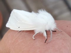 Spilosoma urticae