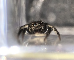 Plexippus setipes