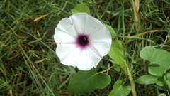 Ipomoea anisomeres