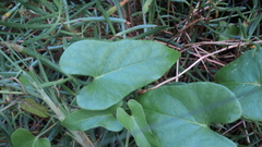 Ipomoea anisomeres