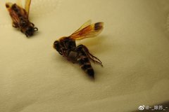 Phalerimeris phalerata