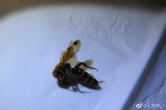 Phalerimeris phalerata