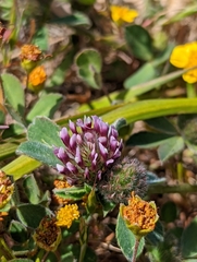 Trifolium macraei