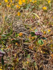 Trifolium macraei