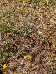 Trifolium macraei