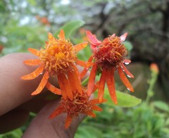 Pseudogynoxys chenopodioides