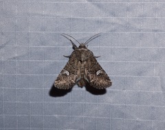 Properigea niveirena