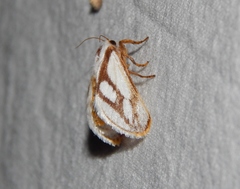 Parapluda invitabilis