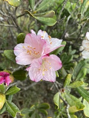 Rhododendron simiarum