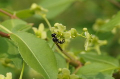 Ectemnius lapidarius