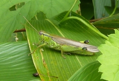 Ognevia longipennis