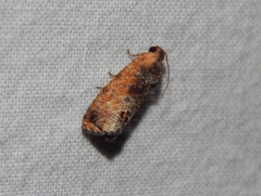 Cryptophlebia peltastica