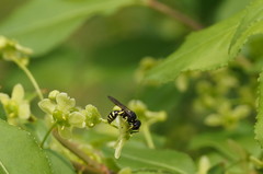 Ectemnius lapidarius