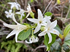 Jasminanthes mucronata