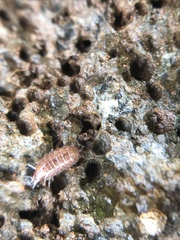 Trichoniscus pusillus