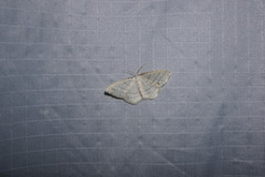 Protitame subalbaria