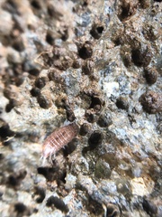 Trichoniscus pusillus