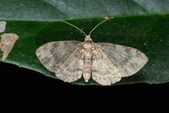 Pseudocollix hyperythra