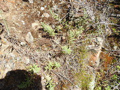 Erigeron petrophilus