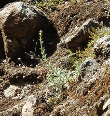 Erigeron petrophilus