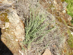 Erigeron petrophilus