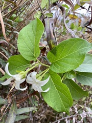 Jasminanthes mucronata