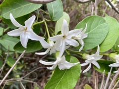 Jasminanthes mucronata
