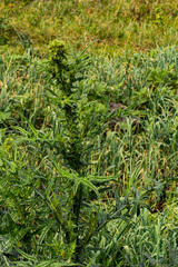 Carduus leptacanthus