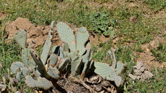 Opuntia basilaris