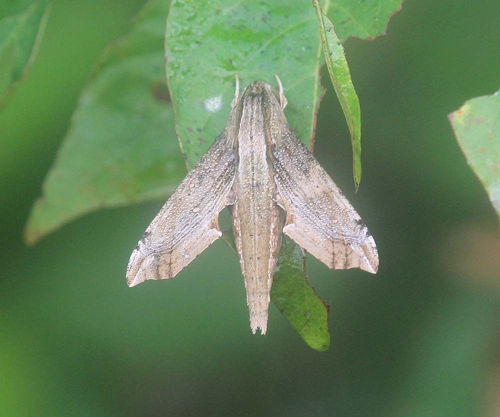 Eupanacra dohertyi