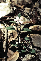 Brunoniella