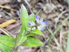 Polygala hongkongensis