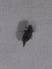 Nimbopsocus australis