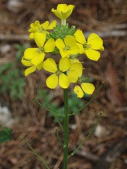Erysimum odoratum