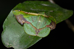 Fascellina plagiata