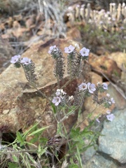 Phacelia cicutaria hispida