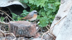 Phoenicurus phoenicurus