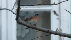 Phoenicurus phoenicurus