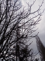 Aesculus hippocastanum