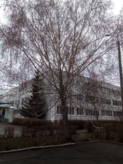 Betula pendula