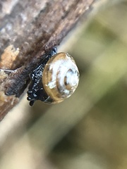 Euconulus
