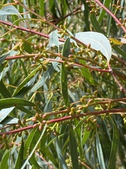 Eucalyptus nicholii