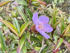 Melastoma sanguineum