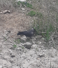 Corvus monedula