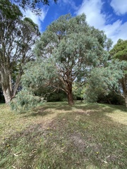 Eucalyptus nicholii