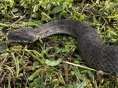 Acanthophis antarcticus