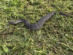Acanthophis antarcticus